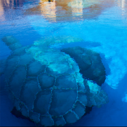 수심 5m의 야외 다이빙